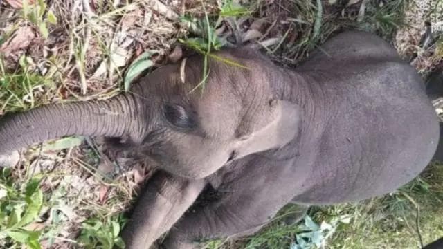 ANAK GAJAH DI TESSO NILO MENINGGAL