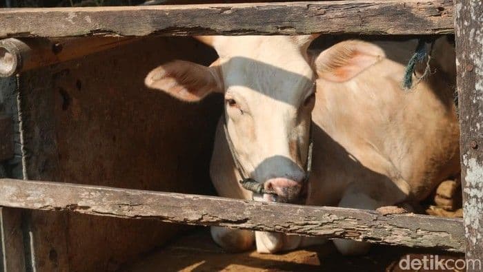 Prajurit TNI di Maluku Diamankan Polisi Militer Terkait Dugaan Pencurian Sapi