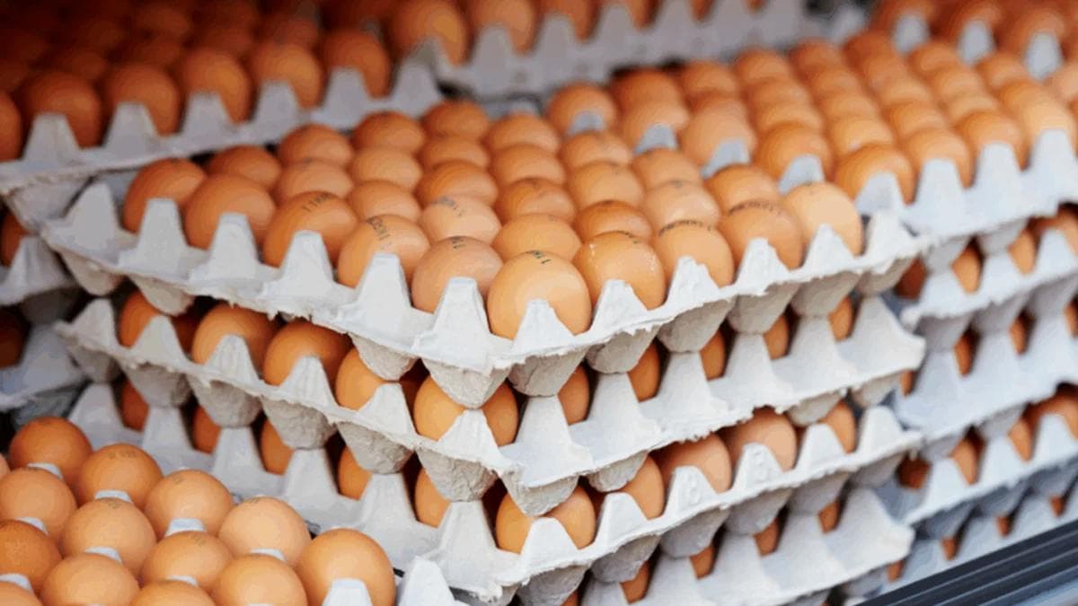 Harga Telur di Magetan Anjlok, BGN Minta SPPG Jatim Perbanyak Menu Telur