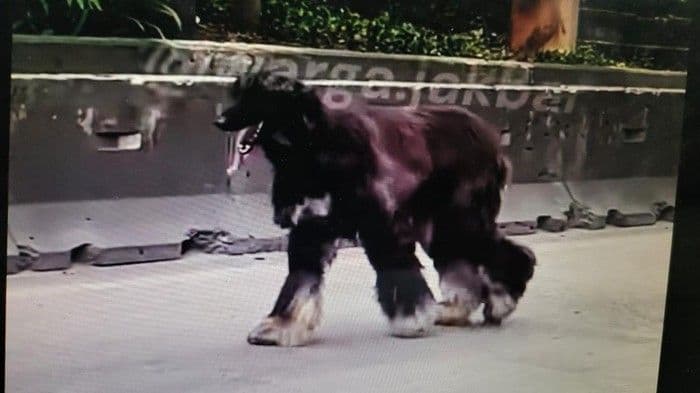 Heboh di Daan Mogot, Anjing Berbulu Panjang Berkeliaran hingga Bikin Warga Salah Kira